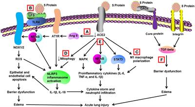 Multifaceted role of SARS-CoV-2 structural proteins in lung injury